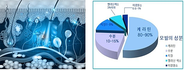 두피부