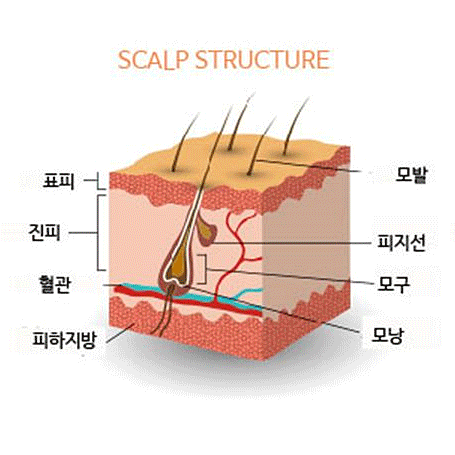 두피부