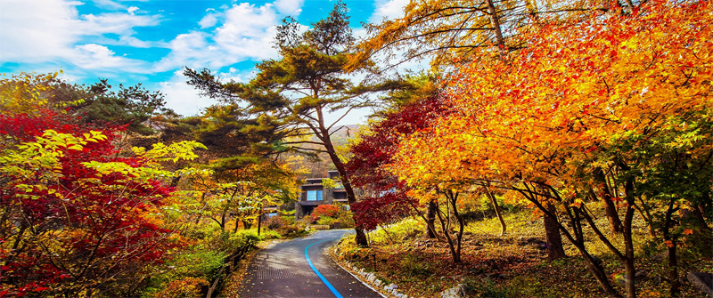 제천 포레스트 리솜 사진(0)